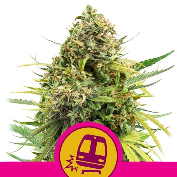 Trainwreck fem. Royal Queen