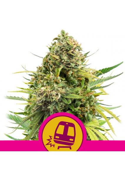 Trainwreck fem. Royal Queen