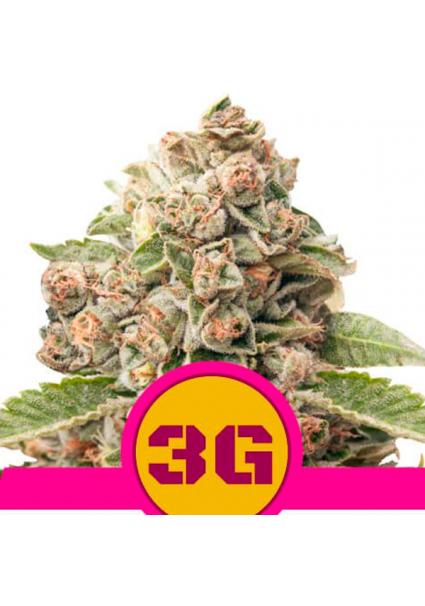 Triple G fem. Royal Queen