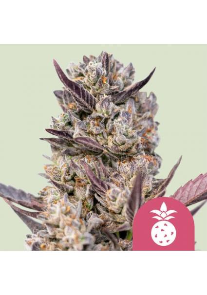 Tropicana Cookies Purple...