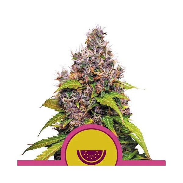 Watermelon fem. Royal Queen