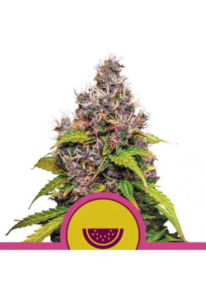 Watermelon fem. Royal Queen