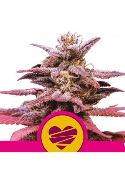 Wedding Crasher fem. Royal...