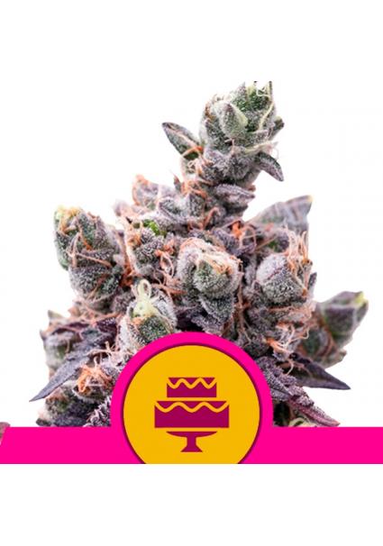 Wedding Gelato fem. Royal...