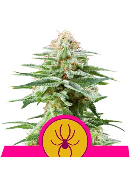 White Widow fem. Royal Queen