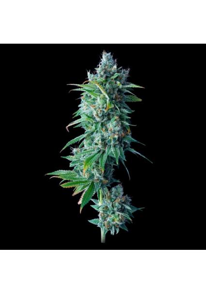 24K Gold fem. DNA Genetics