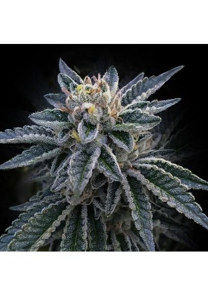 3 Peat fem. DNA Genetics