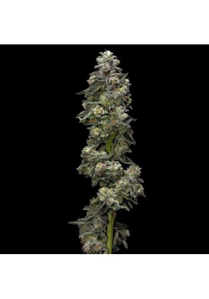 Auto Baker´s Delight fem....