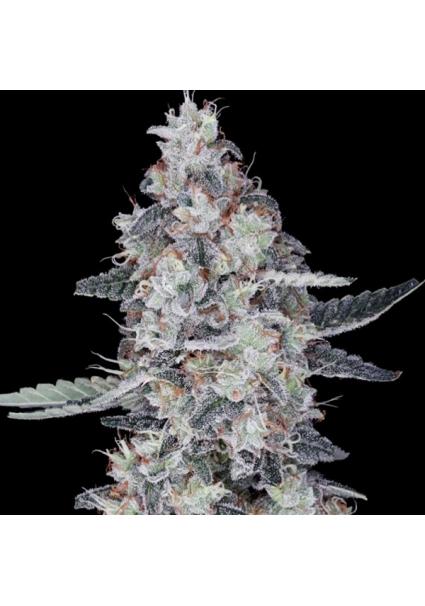 Auto Big Mac fem. DNA Genetics