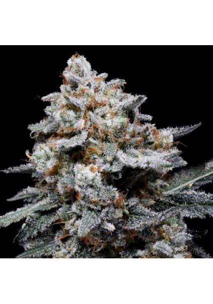 Auto CheMACal Romance fem....