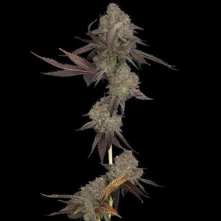Auto DNA Cake fem. DNA Genetics