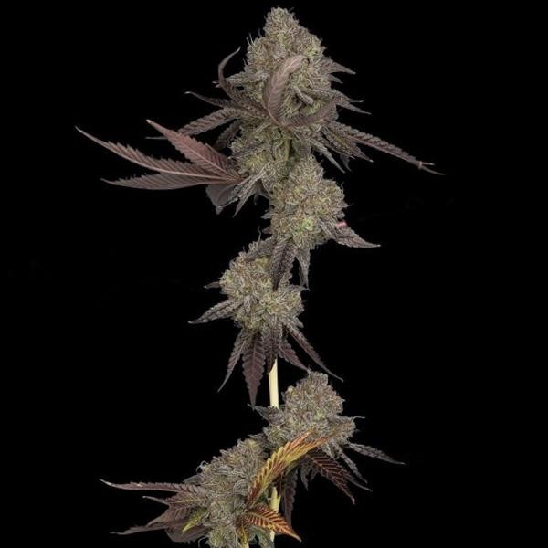 Auto DNA Cake fem. DNA Genetics