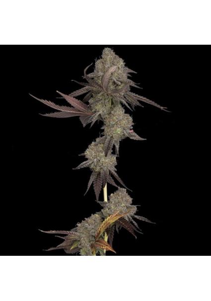 Auto DNA Cake fem. DNA...