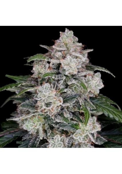 Auto Mac N Me fem. DNA...