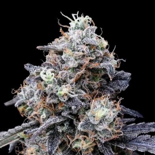 Auto MacMelon fem. DNA Genetics