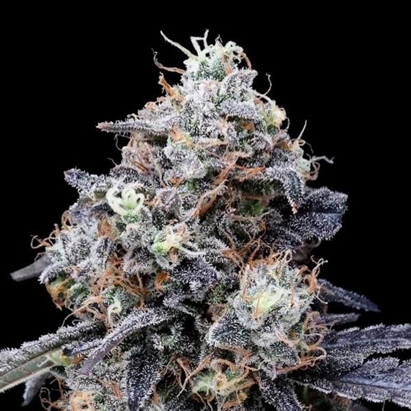 Auto MacMelon fem. DNA Genetics