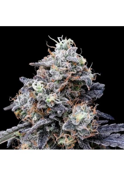 Auto MacMelon fem. DNA...