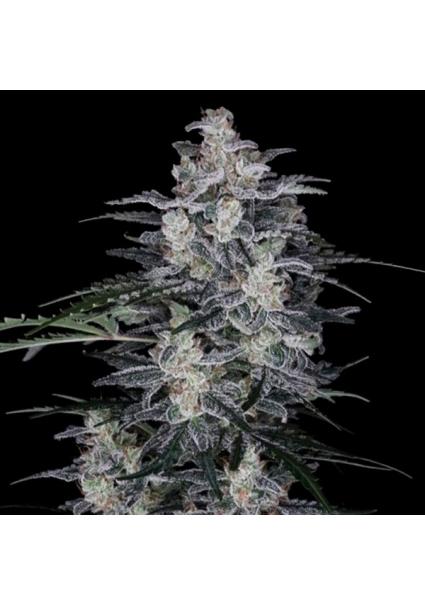 Auto MacNana fem. DNA Genetics