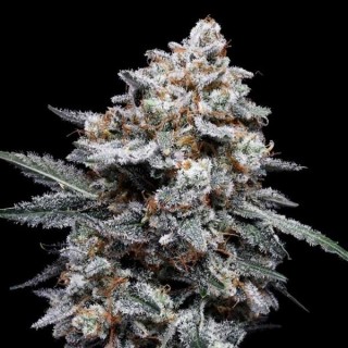 Auto Patrick Swayze fem. DNA Genetics