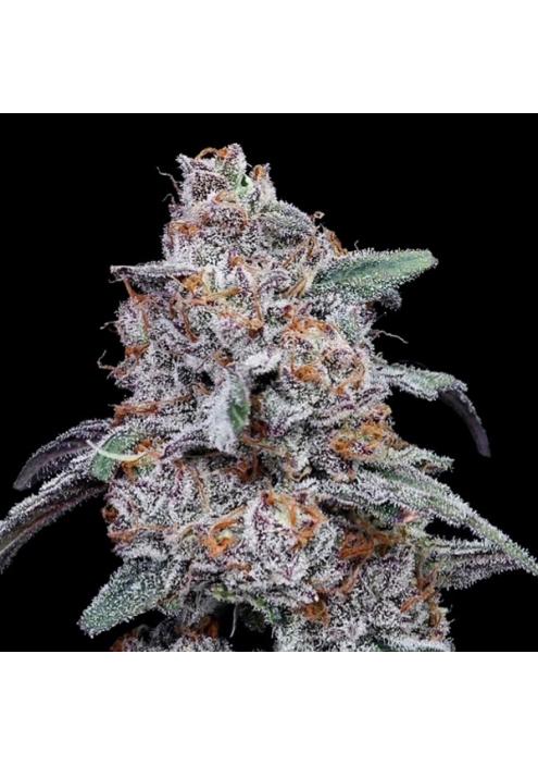 Auto Purple People Eater fem. DNA Genetics