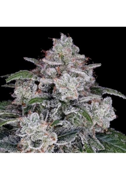 Auto Return of the Mac fem....