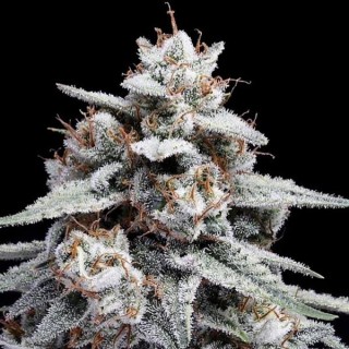 Auto Skywalker Kush fem. DNA Genetics