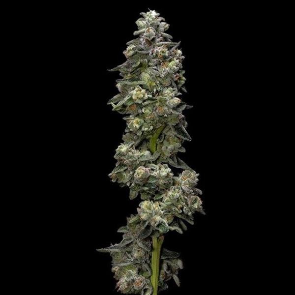 Baker´s Delight fem. DNA Genetics