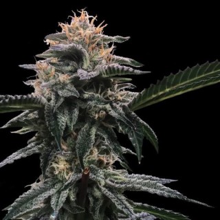 Banana Sorbet fem. DNA Genetics