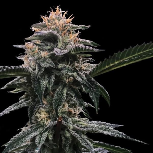 Banana Sorbet fem. DNA Genetics