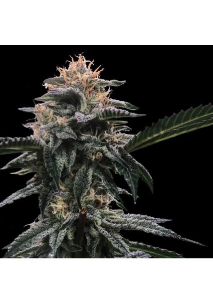 Banana Sorbet fem. DNA...