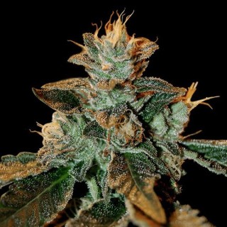 Catarac kush fem. DNA Genetics