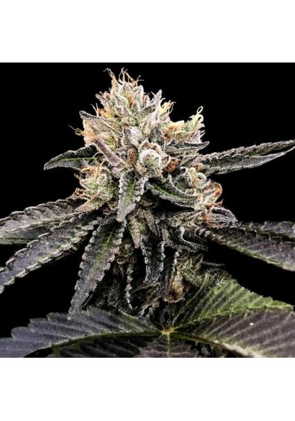 Cataract Cake fem. DNA...