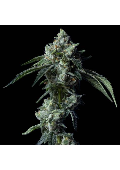 Challah Bread fem. DNA Genetics