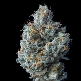 Challah Cake fem. DNA Genetics