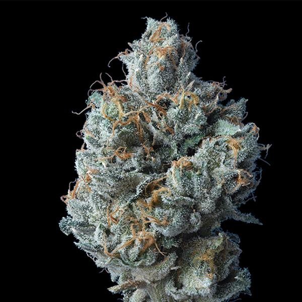 Challah Cake fem. DNA Genetics