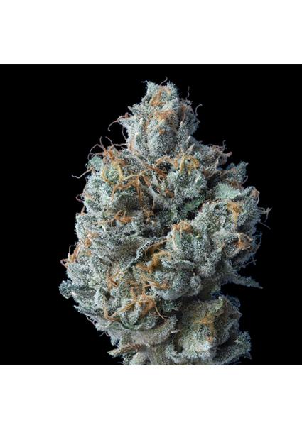 Challah Cake fem. DNA Genetics