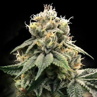 Chocolate Truffle Shuffle fem. DNA Genetics