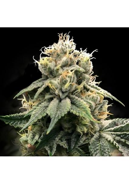 Chocolate Truffle Shuffle...