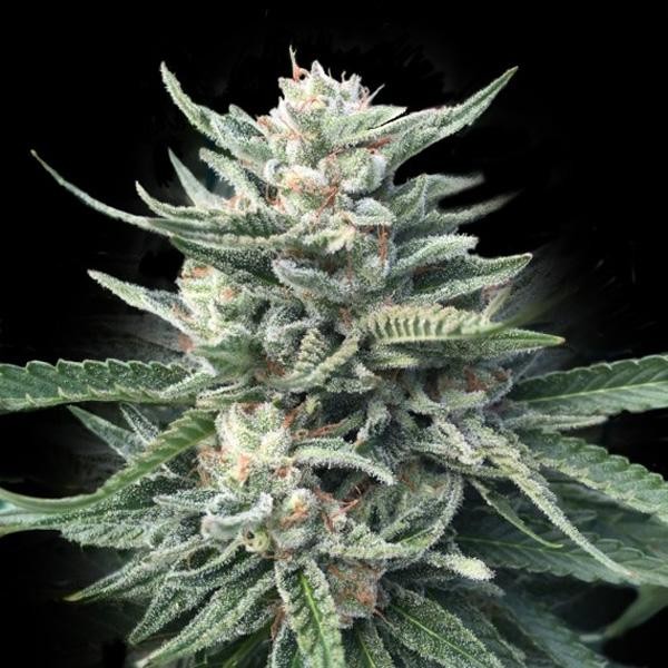 Chocolope   256 fem. DNA Genetics