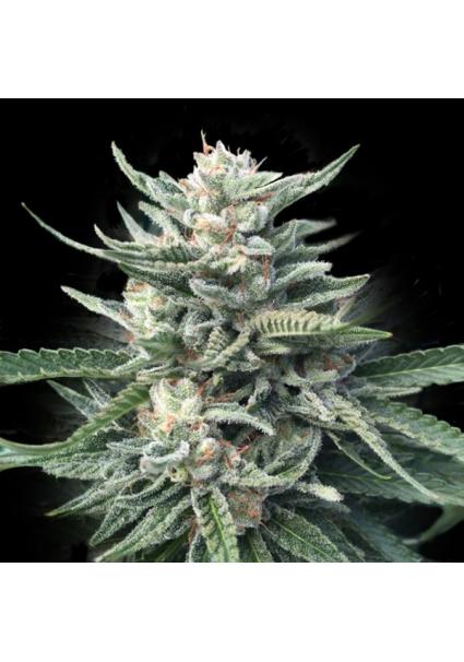 Chocolope   256 fem. DNA...