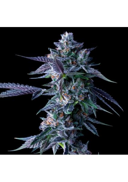 Chocolope fem. DNA Genetics