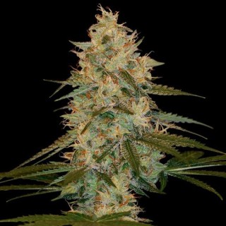 Chocolope Kush fem. DNA Genetics