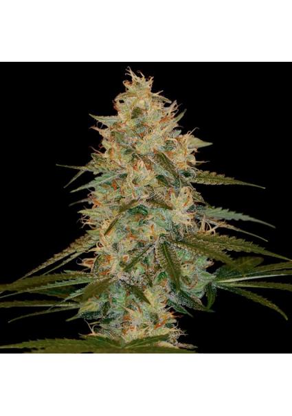 Chocolope Kush fem. DNA...