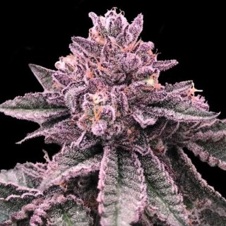 DNA Cake fem. DNA Genetics