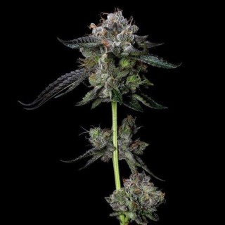 Four Prophets fem. DNA Genetics