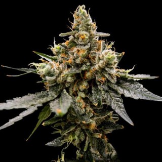 Gaz Money fem. DNA Genetics