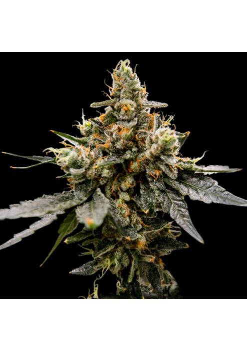 Gaz Money fem. DNA Genetics