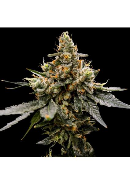 Gaz Money fem. DNA Genetics