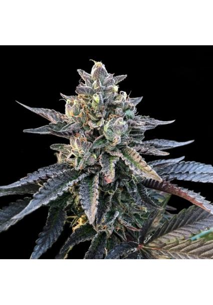 Gelato Sorbet fem. DNA...