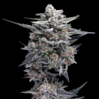 HG23 - Michael Jordan fem. DNA Genetics